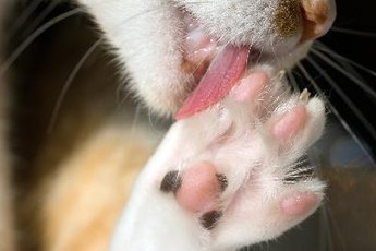 Good nail care for cats includes cleaning her claws.