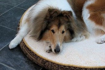 Scratching the bed before lying down is a common canine behavior.