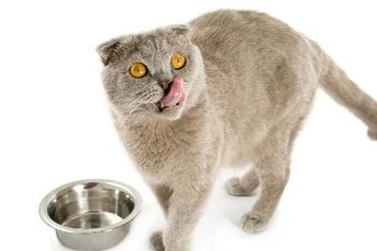 Ocassionally feeding your cat tuna is OK, but it has little nutritional value.