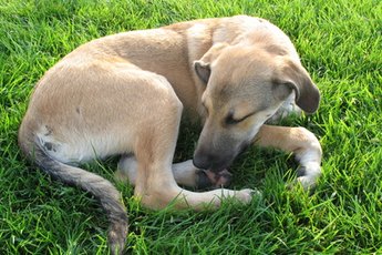Check your dog's itching paws for foot problems.