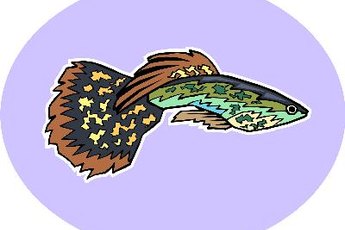 Male guppy fish are known for their long, brightly colored fins.