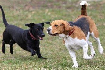 The decision to neuter should be made on an individual basis.