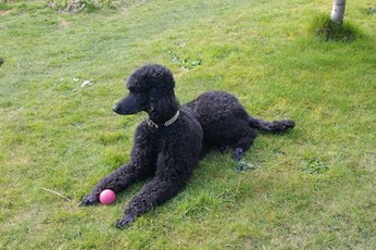 The standard poodle makes an excellent hypoallergenic family pet.