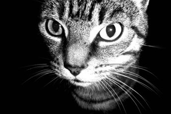 Increased urination could point to an underlying medical condition in your cat.