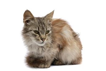 Matted fur makes your tabby look shabby.