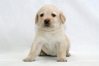 Nipping may seem cute in a pup, but can turn into biting as an adult.
