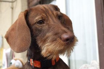 Wire-haired wiener dogs have thick, water-resistant coats.