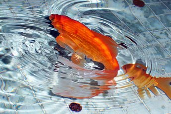 A fantail goldfish is distinguished by its long, flowing tail.