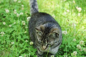 Your cat can probably eat as much catnip as she wants.