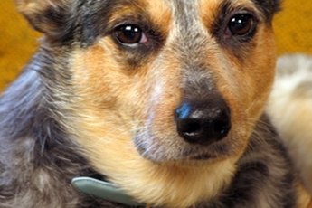 Ignore an excited cattle dog to curb nipping.