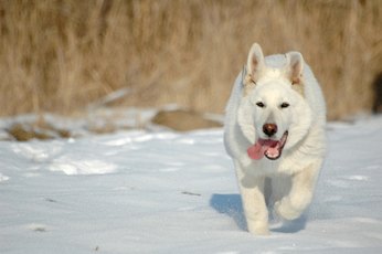 Large and giant dog breeds are predisposed to hereditary hip dysplasia injuries.