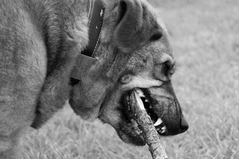 Your dog's teeth make eating and fun activities such as chewing possible.