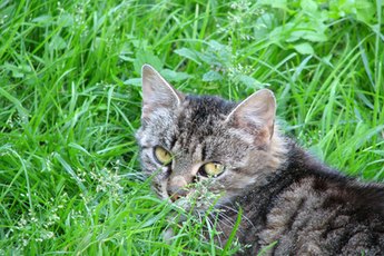 Why Does My Cat Eat Grass? | Pets - The Nest