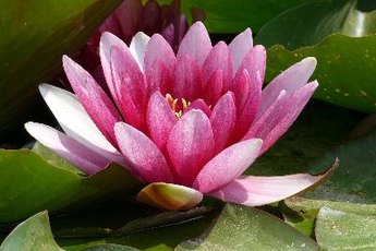 A water lily adds color and oxygen to your betta tank.