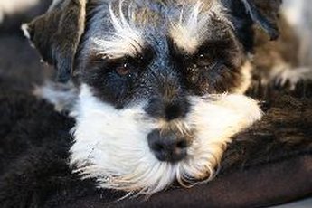 I'm bored. What can I chew now?