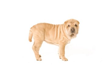 Shar-pei: cuddly creature or aggressive Cujo?