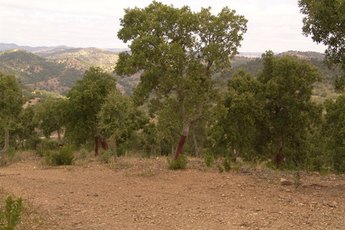 Cork flooring comes from the bark of the cork tree.