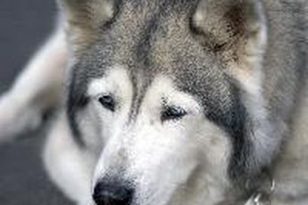 Pets may be sensitive to some carpet cleaners.