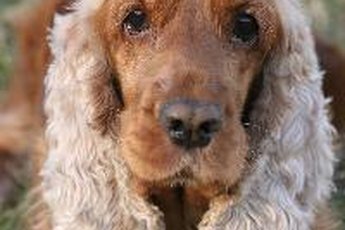Originally, owners clipped their spaniel's tail to increase his mobility in vegetation.