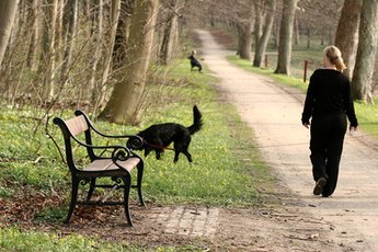 Walk your older pup around his new neighborhood.