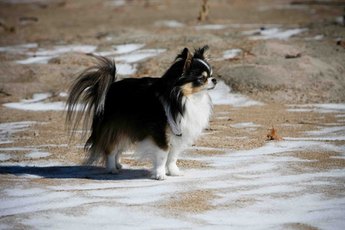 A long-haired Chihuahua may have a very full coat.