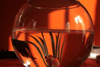 Once your baby bettas reach a certain size they should be separated into individual bowls.
