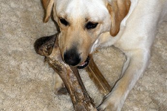 No matter which side of the pond he's from, a Lab enjoys a good chew.