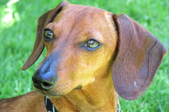 Dachshunds are known as fearless badger hunters.