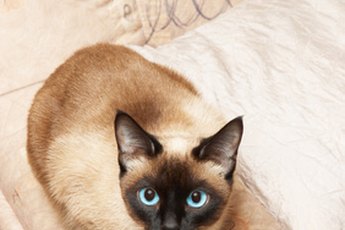 Siamese and Tonkinese cats are known as affectionate pets.