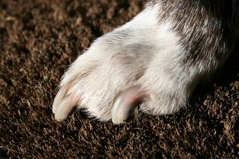 Get your puppy used to having his nails trimmed by using nail clippers.