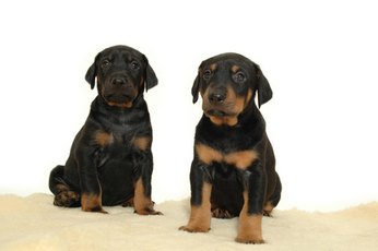 Thinking of adding a new puppy to your family? Learn how to avoid puppy mill puppies.