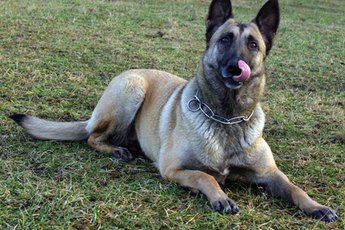 If your pup's licking, he may have enjoyed his meal — or has a sore.