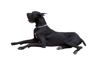The majestic Great Dane.
