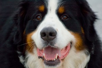 The Bernese mountain dog is an overall healthy dog with some disposition to certain joint ailments.