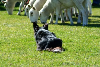 A border jack gets a strong work ethic from his parents.