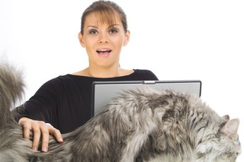 Some folks just need a really big cat, like this silver Maine coon.