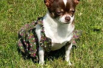 Keep your Chihuahua healthier by spaying her.
