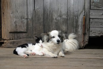 Your pup's scabies can pass to your kitty.