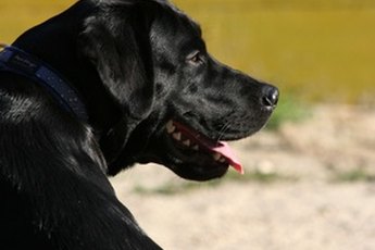 The Labrador retriever is the most popular breed of dog in terms of AKC registrations.