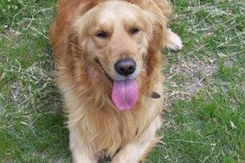The golden retriever is usually the female parent in the golden box mix.