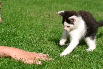 Playful kittens will attack anything as they mimic hunting techniques.