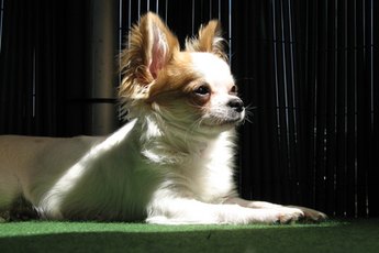 The applehead is the only type of Chihuahua recognized by the AKC.