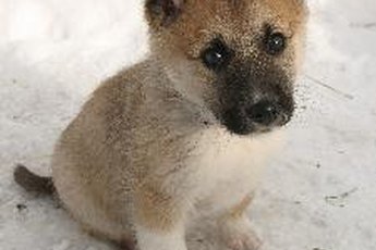 Some puppies seem to potty-train almost immediately while others may be a year old before routine accidents cease.
