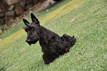 You can blow-dry your Scottie before letting him outdoors.