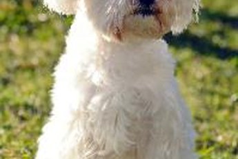 White dog shaker syndrome once was thought to be linked to coat color.