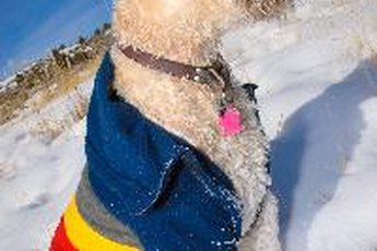 A Wheaten terrier wants to chase anything that runs.