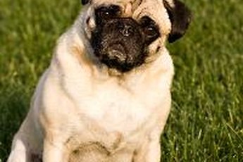 A seizure might not always be caused by pug dog encephalitis.