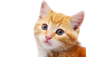 Diabetes isn't exclusive to elderly kitties.