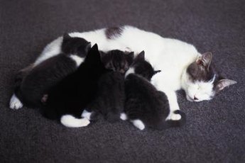 The vast majority of cats give birth and raise kittens without complications or need of human intervention.