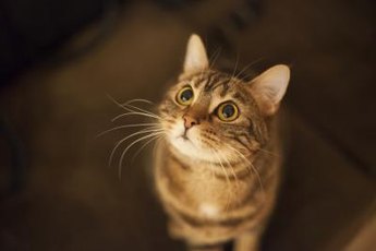 Has your kitty turned into an alarm clock?